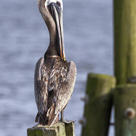 Brown Pelican by Douglas Stucky
