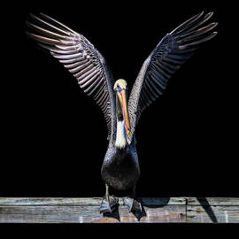 Brown Pelican Hallelujah by Norma Brandsberg