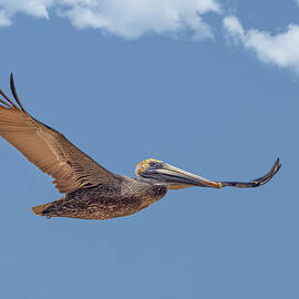 Brown Pelican in Flight by Dawn Key