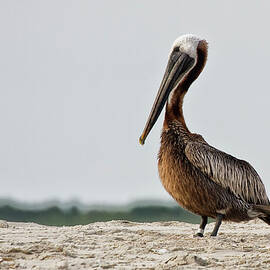 Brown Pelican on North Carolina Beach by Bob Decker