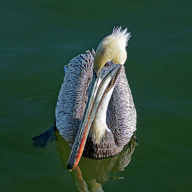 Brown Pelican Reflected by Sally Weigand