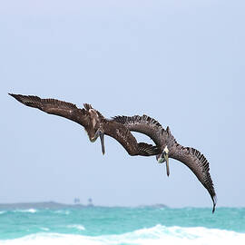 Brown Pelicans Diving in Cuba by Peggy Collins