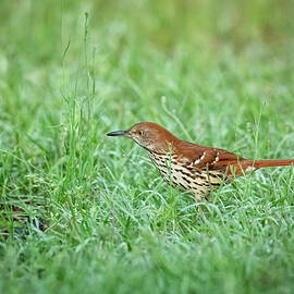 Brown Thrasher-1 by John Kirkland