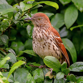 Brown Thrasher Perched #2 by Morris Finkelstein