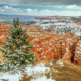 Bryce Canyon Snowy Pine Tree by Pierre Leclerc Photography