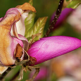 Budding Magnolia at Springtime by Karol Livote