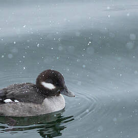 Bufflehead During Snowfall by Alyssa Tumale