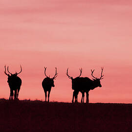 Bull Elk Moving To The Rising Sun by Gary Beeler