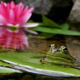 Bull frog and lily 2 by Rachel Daugherty