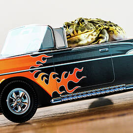 Bullfrog Hot Rod by Karen Wiles