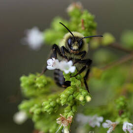 Bumblebee on an Oregano Plant by Diane Diederich