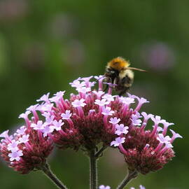 Bumblebee on Flower 2 by James Dower