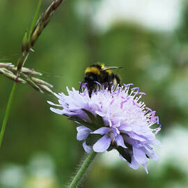 Bumblebee on Flower by James Dower
