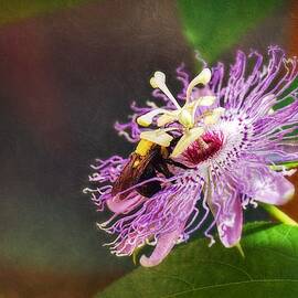 Bumblebee on Maypop Passion Flower by Marilyn DeBlock