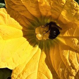 Bumblebee on Pumpkin Flower by Marine B Rosemary