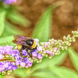 Bumblebee on Vitex Flowers