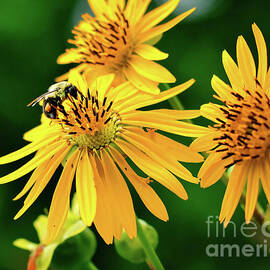 Bumblebee on yellow flower by Joseph Miko
