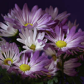 Bunch of Purple and White Chrysanthemums by Anne Haile