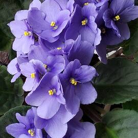 Bunch of violets by Gayle Miller