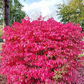 Burning bush 