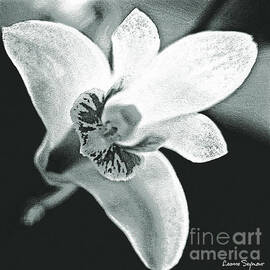 Bush Orchid Black And White by Leanne Seymour