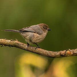 Bushtit on a Small Branch by Marv Vandehey