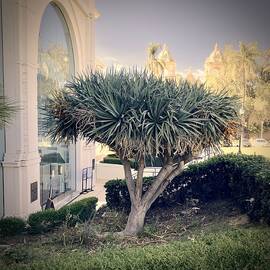 Bushy Palm Tree by Inez Ellen Titchenal