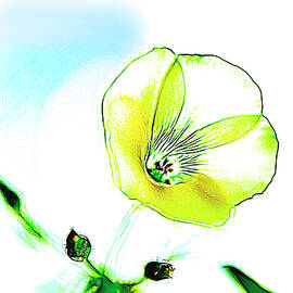 Buttercup Art I by Linda Brody