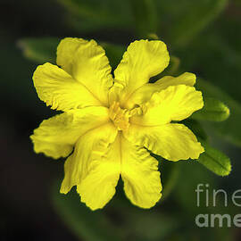 Buttercup Guinea Flower - Hibbertia by Elaine Teague