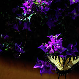 Butterflies 9 by Kristy Mack