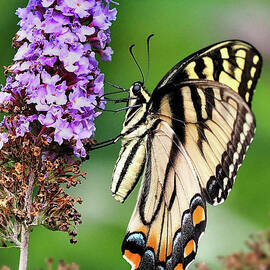 Butterflies And Flowers by Bearj B Photo Art