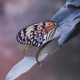 Butterfly beauty by Elisabetta Artusi