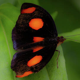 Butterfly-black with orange spots by Mary Penny Johnson