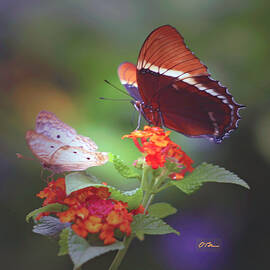 Butterfly Buffet by Claudia O'Brien