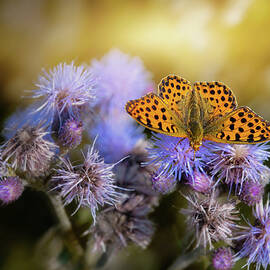 Butterfly Love by Sabine Schiebofski