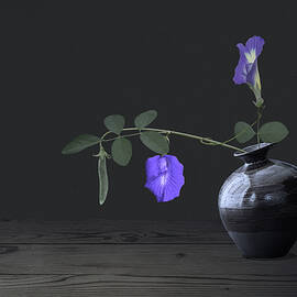 Butterfly Pea in Japanese Vase by Spadecaller