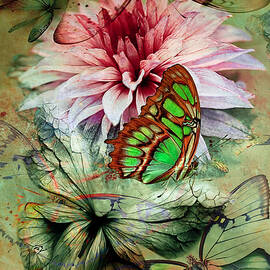 Butterfly run by Eva Bartos