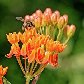 Butterfly Weed and Bee 2 by Steven Ralser