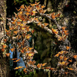 Butterfly Wreath by Judi Dressler
