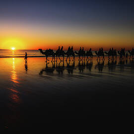 Cable Beach Camels by Jan Fijolek