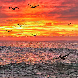 Cabo San Lucas Pelicans At  Sunrise 2 by Marcia Colelli