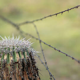 Cactus and Barbed Wire Fence by Tamara Taylor