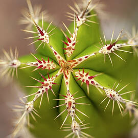 Cactus Close-Up by Sue Cullumber