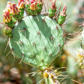 Cactus Flower Buds by Her Arts Desire