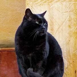 The Calcata's Black Cat