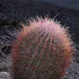 California Barrel Cactus Needles at Sunrise