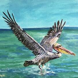 California Brown Pelican by Teresa Dominici