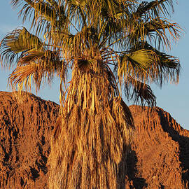 California Fan Palm in Terlingua by Bob Phillips