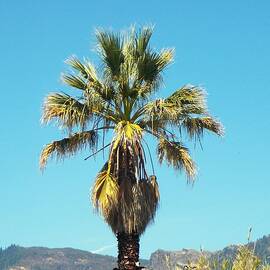 California Palm by Troy Wilson-Ripsom