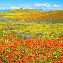 California Poppies, Antelope Valley California  by Michael Chiabaudo
